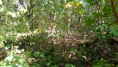 Poljoprivredno zemljište 53.418 m², Popovo Selo - oranice i šuma - 15