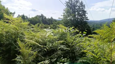 Poljoprivredno zemljište 53.418 m², Popovo Selo - oranice i šuma - 4