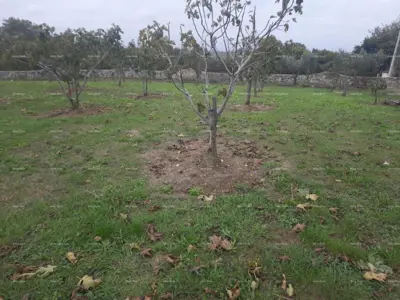 Marčana – građevinsko zemljište 2102 m² - 3