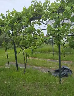Barbariga! GRAĐEVINSKO ZEMLJIŠTE SA Garažom s Uporabnom dozvolom! - 4