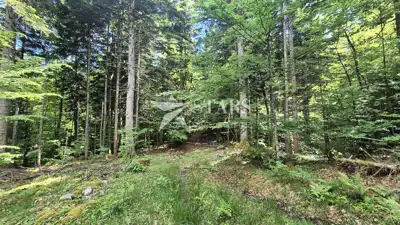 Forest land 31,176 m², Vrbovsko - access road - 5