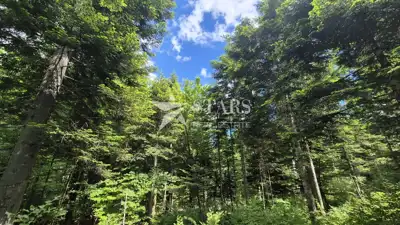 Waldgrundstück 31.176 m², Vrbovsko - Zufahrtsweg