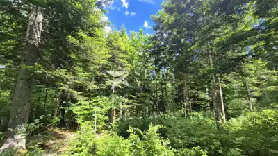 Forest land 31,176 m², Vrbovsko - access road - 2