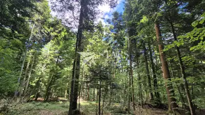 Forest land 31,176 m², Vrbovsko - access road - 4