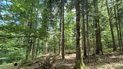 Forest land 31,176 m², Vrbovsko - access road - 3