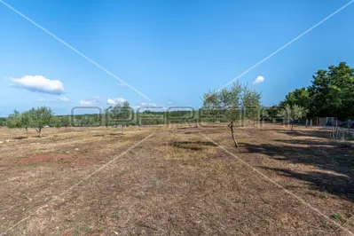 Maslinik 13 842 m², Vodnjan - 200 maslina i suhozid - 7