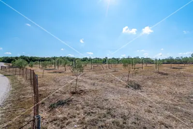 Maslinik 13 842 m², Vodnjan - 200 maslina i suhozid - 9
