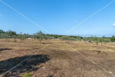 Maslinik 13 842 m², Vodnjan - 200 maslina i suhozid - 8