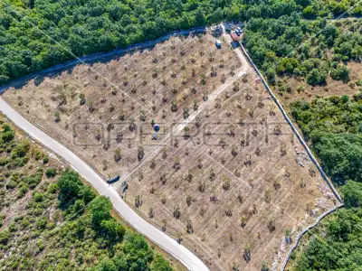 Maslinik 13 842 m², Vodnjan - 200 maslina i suhozid - 4