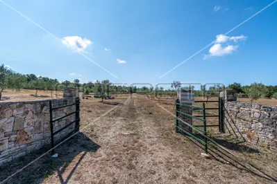Maslinik 13 842 m², Vodnjan - 200 maslina i suhozid