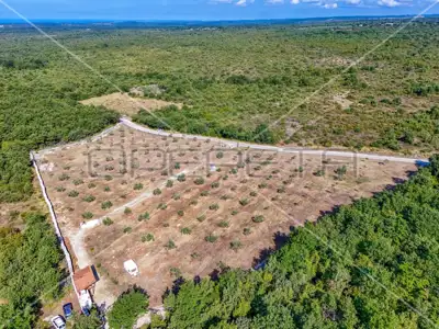 Maslinik 13 842 m², Vodnjan - 200 maslina i suhozid - 3