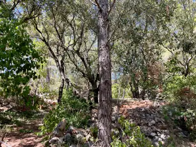 Lavendel. Feigen. Schatten. Dein eigenes kleines mediterranes Stück Hvar. - 12