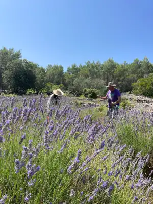 Lavendel. Feigen. Schatten. Dein eigenes kleines mediterranes Stück Hvar. - 11