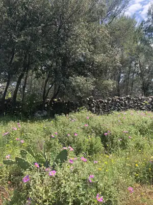 Lavendel. Feigen. Schatten. Dein eigenes kleines mediterranes Stück Hvar. - 16