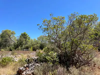 Lavendel. Feigen. Schatten. Dein eigenes kleines mediterranes Stück Hvar. - 7