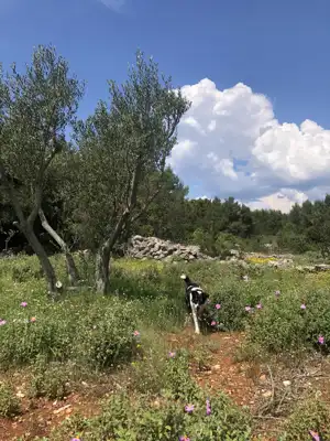 Lavendel. Feigen. Schatten. Dein eigenes kleines mediterranes Stück Hvar. - 17