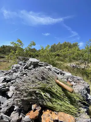 Lavendel. Feigen. Schatten. Dein eigenes kleines mediterranes Stück Hvar. - 15