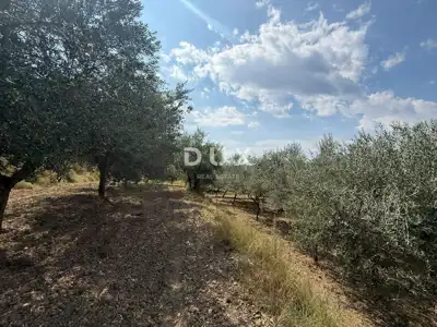 Building plot, Grožnjan - panoramic views and olive trees - 5