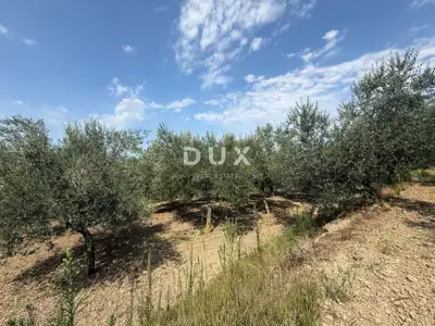 Building plot, Grožnjan - panoramic views and olive trees - 6