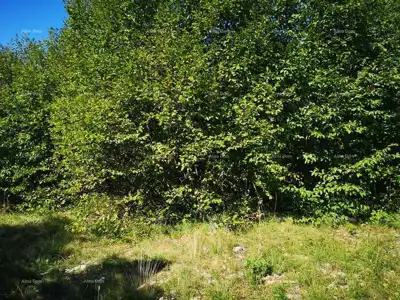 Baugrundstück in Rapac, Ripenda - 2