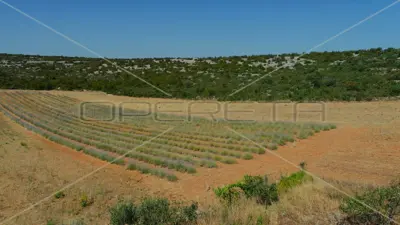 Landwirtschaftliches Anwesen 26.983 m², Jasenice - ökologischer Anbau - 13