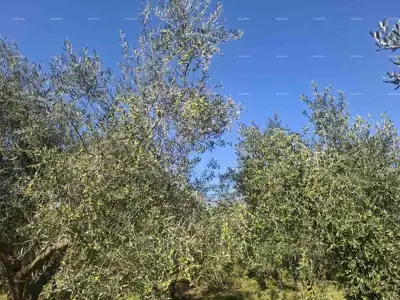 Poljoprivredno zemljište 2.109 m², Valtura - 89 maslina - 2