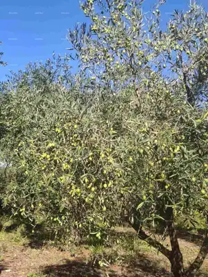 Poljoprivredno zemljište 2.109 m², Valtura - 89 maslina