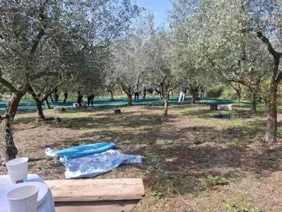 Poljoprivredno zemljište 2.109 m², Valtura - 89 maslina - 3
