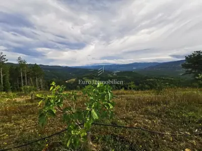 70.000 m² Feigenplantage, Kršan - eingezäunt und bewässert - 5
