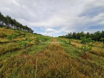 70.000 m² Feigenplantage, Kršan - eingezäunt und bewässert - 4