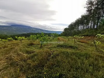 70.000 m² Feigenplantage, Kršan - eingezäunt und bewässert - 3