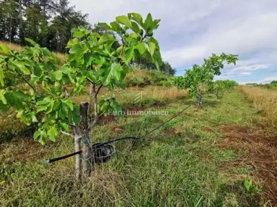 70.000 m² Feigenplantage, Kršan - eingezäunt und bewässert - 7