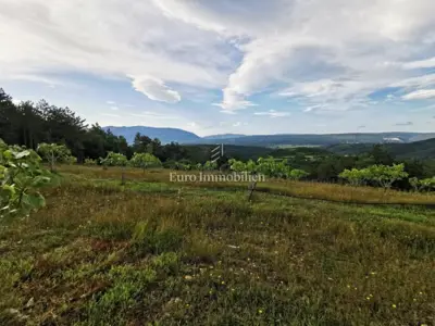 Fig plantation 70,000 m², Kršan - fenced and irrigated