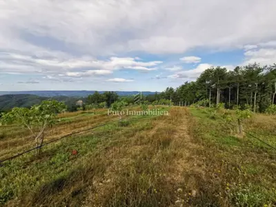 70.000 m² Feigenplantage, Kršan - eingezäunt und bewässert - 2