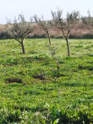 Poljoprivredno zemljište 410 m², Ližnjan - maslinik - 4