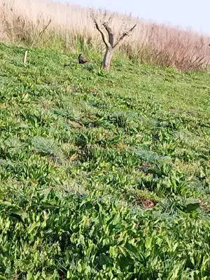 Poljoprivredno zemljište 410 m², Ližnjan - maslinik - 5