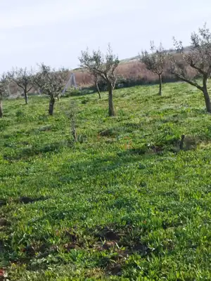 Poljoprivredno zemljište 410 m², Ližnjan - maslinik - 2