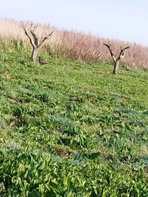 Poljoprivredno zemljište 410 m², Ližnjan - maslinik - 6