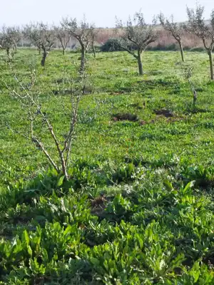 Poljoprivredno zemljište 410 m², Ližnjan - maslinik - 3