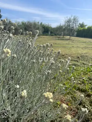 Building plot, Loborika - peaceful surroundings near Pula - 4