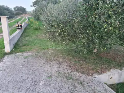 Maslinik 1331m², Kožino – mirna lokacija, 400m od mora - 2