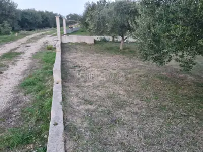 Maslinik 1331m², Kožino – mirna lokacija, 400m od mora - 3