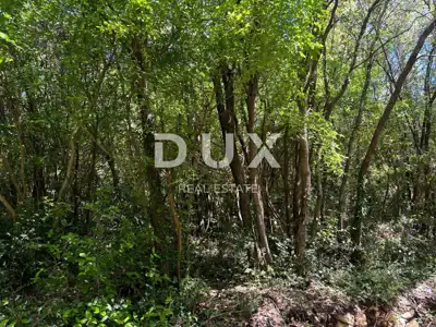 ISTRA, DUGA UVALA Poljoprivredno zemljište 300 metara od plaže! - 4