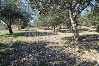 Agricultural land 2 700 m², Kaštel Štafilić, open sea view - 2
