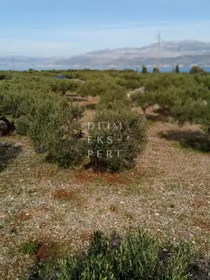 Škrip, Brač, 5176 m², maslinik, blizina mora i lijep pogled