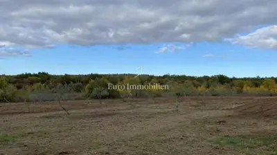 Agricultural land 13,000 m², Jural - olive grove and cistern - 3