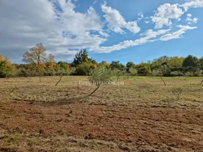 Agricultural land 13,000 m², Jural - olive grove and cistern - 4