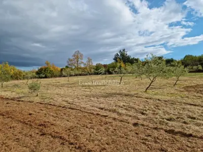 Agricultural land 13,000 m², Jural - olive grove and cistern - 2