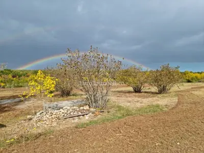 Agricultural land 13,000 m², Jural - olive grove and cistern - 8
