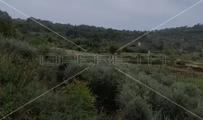 Landwirtschaftliches Grundstück, Šipanska Luka, Blick auf Weinberge - 5